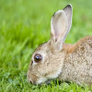 Rabbit Norfolk UK