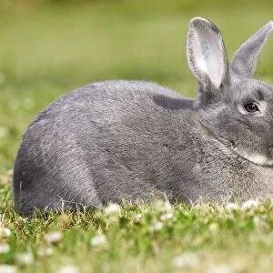 Rabbit - Perl Feh / Parelfeh Breed - originated in Germany