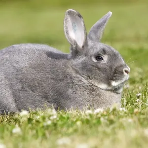 Rabbit - Perl Feh / Parelfeh Breed - originated in Germany