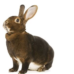 Rabbit - Rex Castor