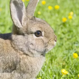 Rabbit - young - on lawn - Norfolk England