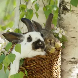 Rabbits - in a basket