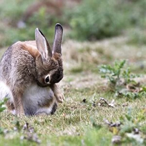 Rabbits - grooming. France
