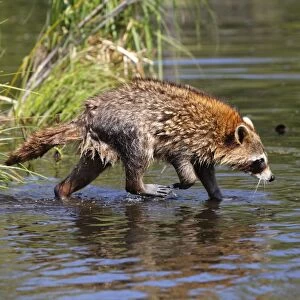 Raccoon - adult. Minnesota - USA