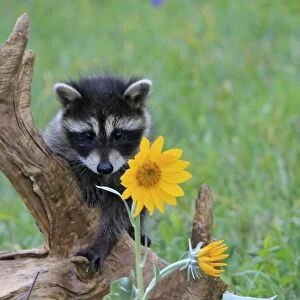 Raccoon - baby. Montana - United States