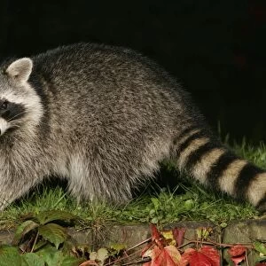 Raccoon - In garden at night, searching for food in autumn. Lower Saxony, Germany