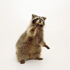 Raccoon - standing on hind legs