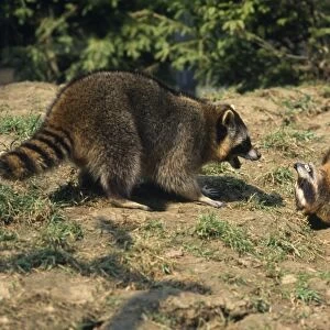 Racoon - aggresive/submissive behaviour