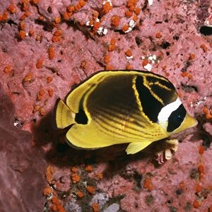 Racoon Butterfly Fish Great Barrier Reef