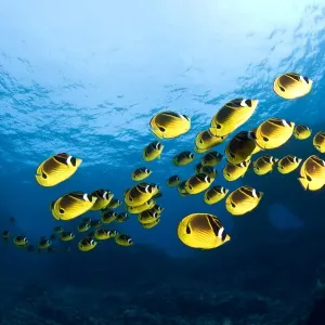 Racoon Butterflyfish - Maui Racoon Butterflyfish - Maui