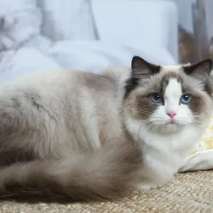 【完売品】ダイヤモンドアートクラブ　Rolo the Ragdoll Cat 完売品】ダイヤモンドアートクラブ Rolo the Ragdoll Cat