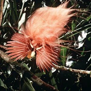 Raggiana Bird of Paradise - male displaying - New Guinea AU-1282