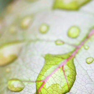 Rain Drops on Rose Leaf