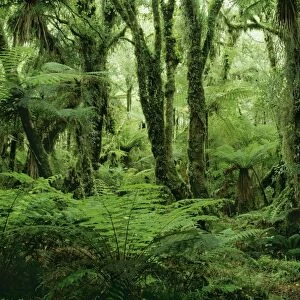 Rain Forest JPF 7918 Formed of Kamahi tree fern, New Zealand South Island Westland National Park Minnehaha walk near Fox Glacier township. Cyathea smithii © Jean-Paul Ferrero / ARDEA LONDON
