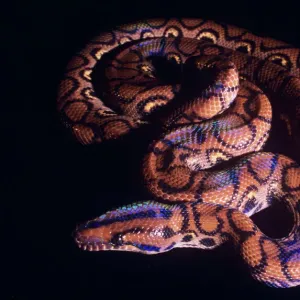 Royal Ball Python (Python regius) JD-7221 Close-up Portrait