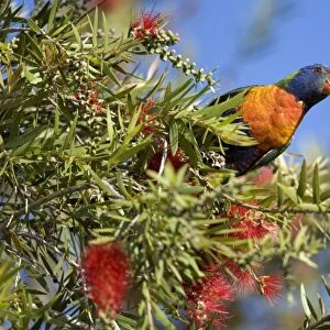 Rainbow Lorikeet - curious and very colourful adult sitting on a blooming Bottle Brush Tree - Hervey Bay, Queensland, Australia
