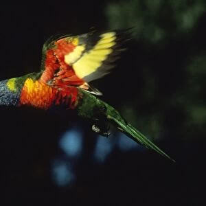 Rainbow Lorikeet - in flight Australia