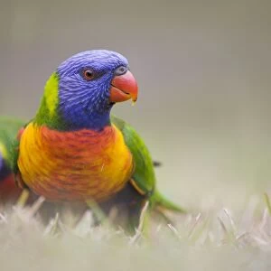 Rainbow Lorikeet Groundlevel image. Queensland, Australia