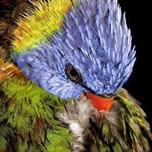 Rainbow Lorikeet - preens back feathers - Brisbane, Queensland, Australia 20080708Da_EL_006