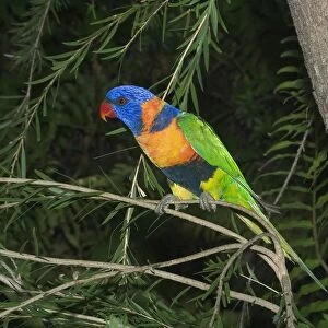 Rainbow Lorikeet - or Red-collared Lorikeet. This red collared form is sometimes given full species status or is lumped with Rainbow Lorikeet as a subspecies. Feeds on orchard fruit eg mangoes