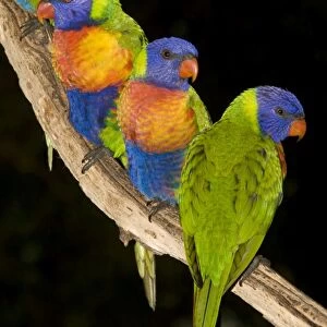 Rainbow Lorikeets - wait near a bird feeder for their morning seeds. Though they have a brush-tipped tongue to collect nectar from blossoms, they also eat small to moderate-sized seeds, when available