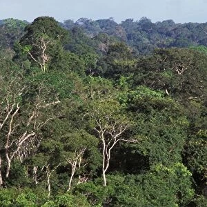 Rainforest - aerial view of French Guiana forest
