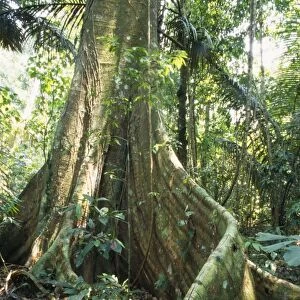 Rainforest - butresses & forest floor flora. Amazon Basin, Manu National Park, Peru