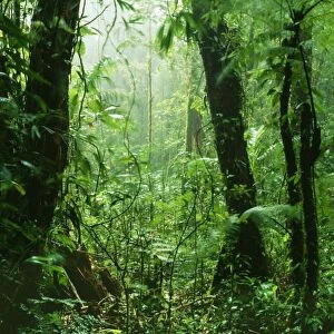 Rainforest DAD 1156 Continuous dampening the rich vegetation by engulfing cloud, Monteverde Cloud Forest Reserve, Costa Rica. © David Dixon / ARDEA LONDON