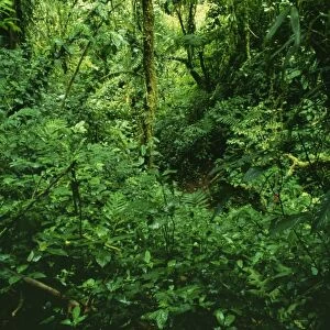 Rainforest DAD 1161 Cloud forest where cloud bathes the vegetation on most days, leaving it dark, cool and moist. Monterverde National Park, Costa Rica. © David Dixon / ARDEA LONDON