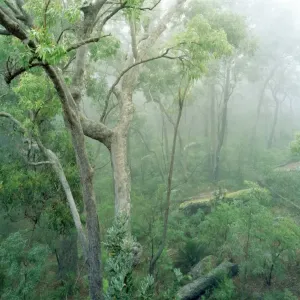 Rainforest - Eucalyptus & Angophora floribunda - Eucalypt forest on eastern slope of Gt. Dividing Range - Kangaroo Valley - New South Wales - Australia Rainforest - Eucalyptus & Angophora floribunda - Eucalypt forest on eastern slope of Gt. Dividing Range - Kangaroo Valley - New South Wales - Australia