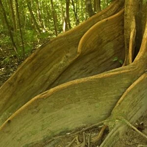 rainforest giant - impressive specimen of a Tulip Oak with hugh buttress roots. They give the tree additional stability and supply it with additional water and nutrients - Daintree National Park, Wet Tropics World Heritage Area, Queensland