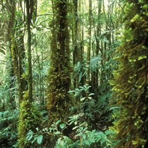 Rainforest Moss: (Spindens vieillardii) covering trunks of Tree Fern (Cyathea novae-caledoniae). New Caledonia, Blue River Regional Park, Tropical Rinforest