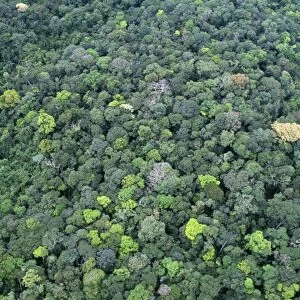 Rainforest PPG 1109 Guyana © Pascal Goetgheluck / ARDEA LONDON