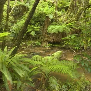 Rainforest river flowing through lush temperate rainforest with different kinds of ferns and native trees Catlins, Southland, South Island, New Zealand Rainforest river flowing through lush temperate rainforest with different kinds of ferns and native trees Catlins, Southland, South Island, New Zealand