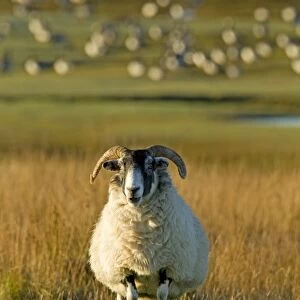 Ram - with Barnacle Geese in background - Isle of Islay - Scotland - UK MA002345