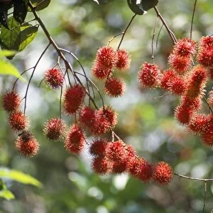 Rambuton Fruit - Malaysia