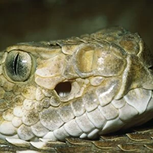 Rattlesnake - head showing nostril & heat sensitive pit