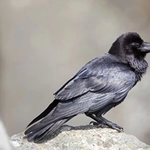 Raven - Norway