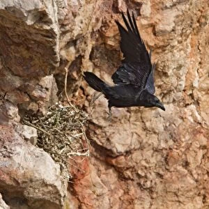 Raven - on sea cliff leaving nest - North Wales UK 9580