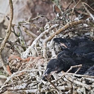 Raven - young in nest on sea cliff - North wales UK 9584
