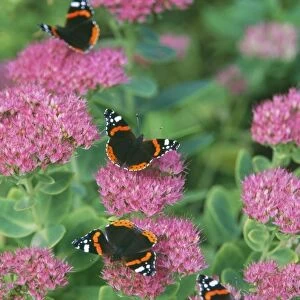 Red ADMIRAL Butterflies - on ice plant / Sedum