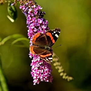 Red Admiral Butterfly on Lilac