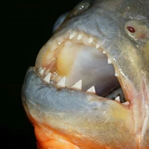 Red-bellied Piranha - close-up of teeth Llanos, Venezuela