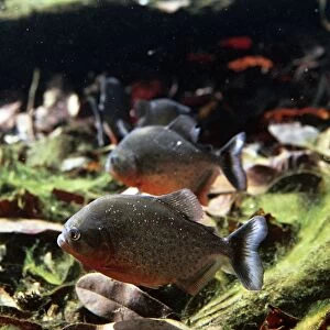 Red-bellied Piranha - flooded forest - Brazil