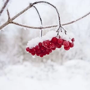 Red Berries - in snow 11951