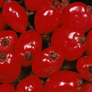Red Berries of Whitebeam Tree UK