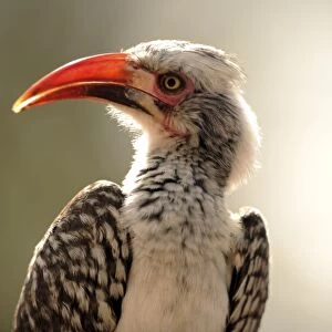 Red-Billed Hornbill - Kruger National Park, South Africa