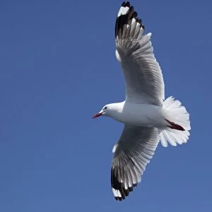 Red-billed / Mackerel Gull - in flight - offshore from Kaikoura - South Island - New Zealand