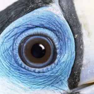 Red-billed Toucan - close-up of eye Digital Manipulation: eye light reflection Red-billed Toucan - close-up of eye Digital Manipulation: eye light reflection