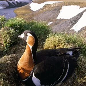 Red-breasted Goose - on nest at riverbank - Taimyr near Kara Sea - Russian Arctic